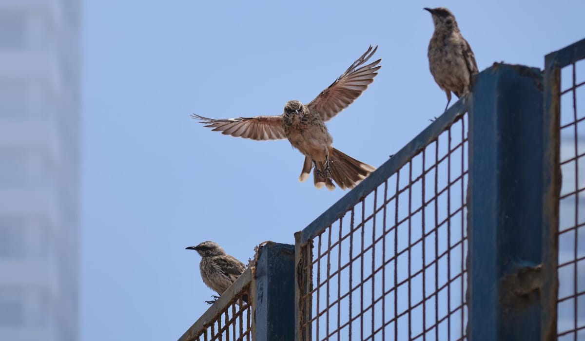 How to keep birds away from away from commercial buildings?