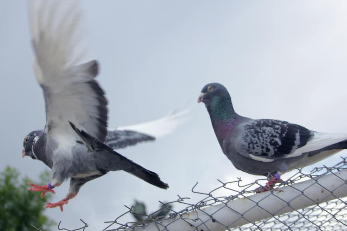 pigeons get entangled in netting